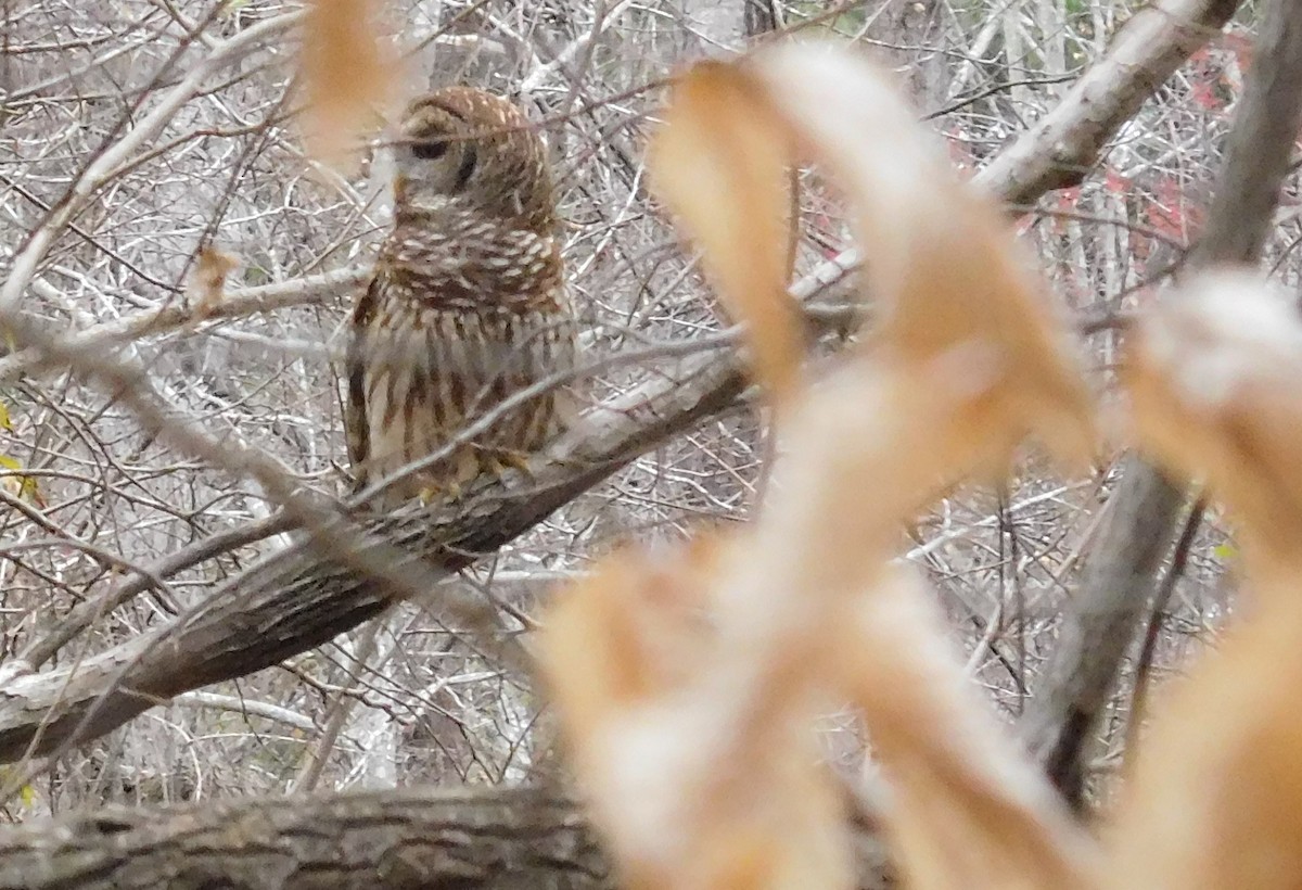 Barred Owl - ML90465091