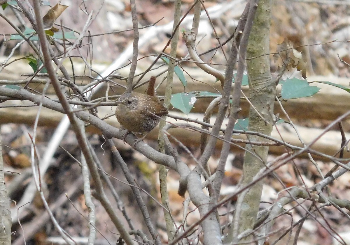 Troglodyte des forêts - ML90465311