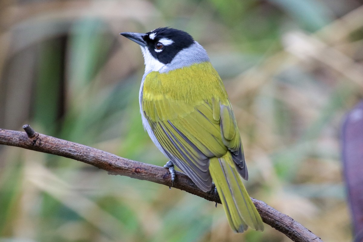 Black-crowned Palm-Tanager - Graham Williams