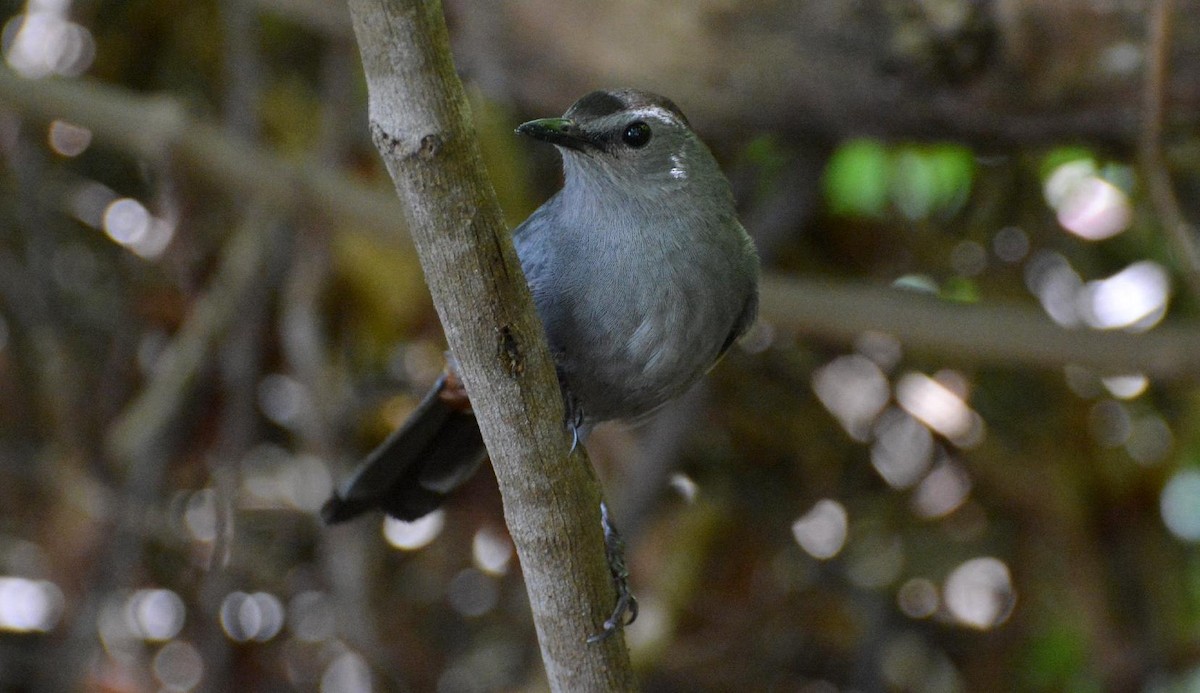 Pájaro Gato Gris - ML90470371