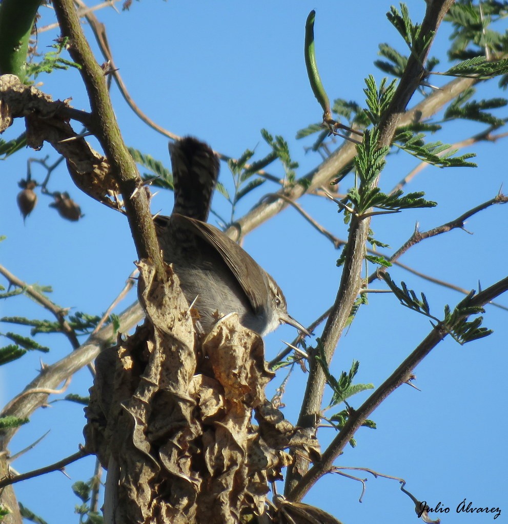 Bewick's Wren - Julio Alejandro Alvarez Ruiz