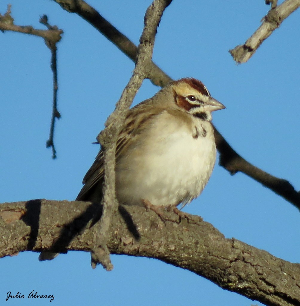 Bruant à joues marron - ML90471291