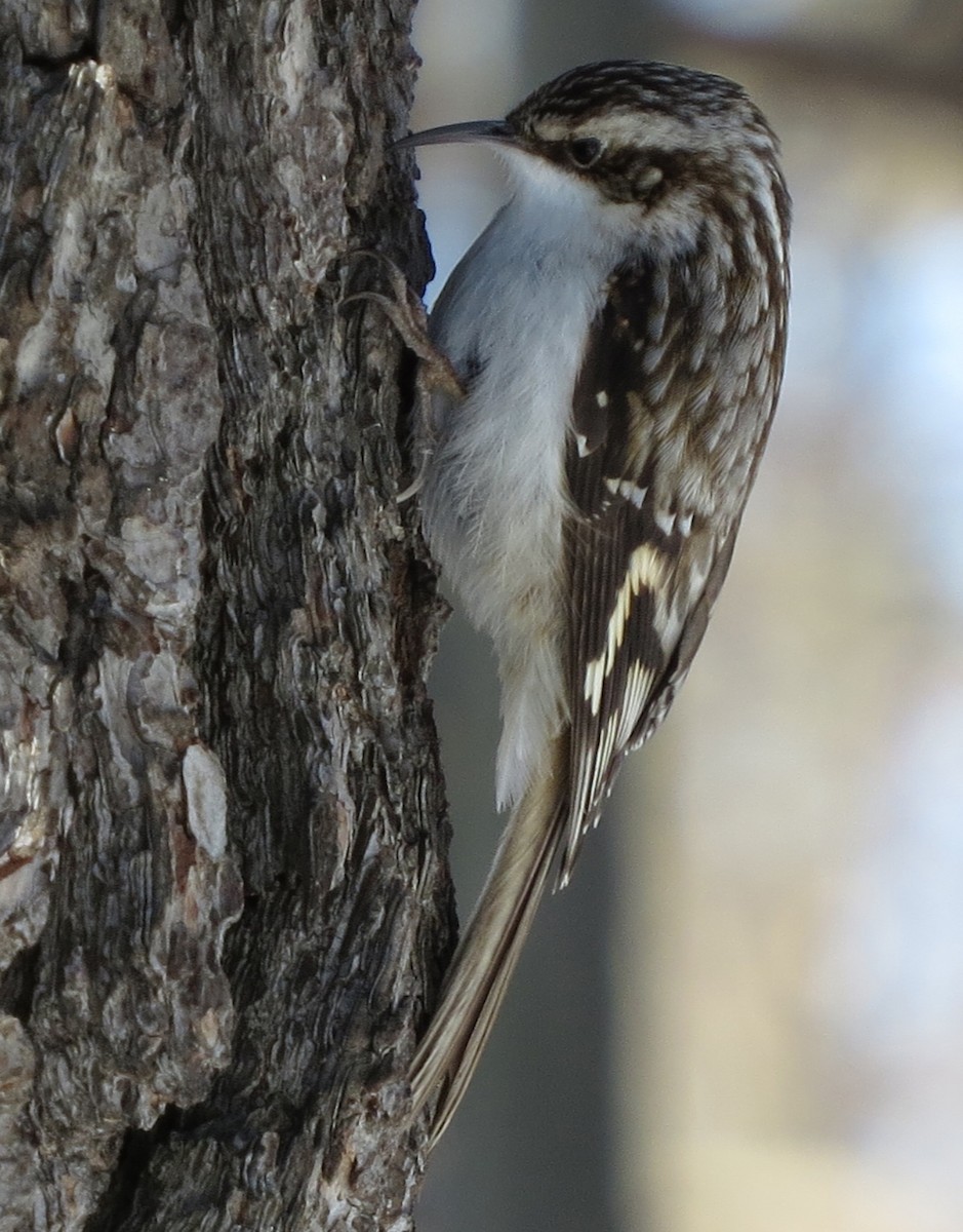 Brown Creeper - Amy Lawes