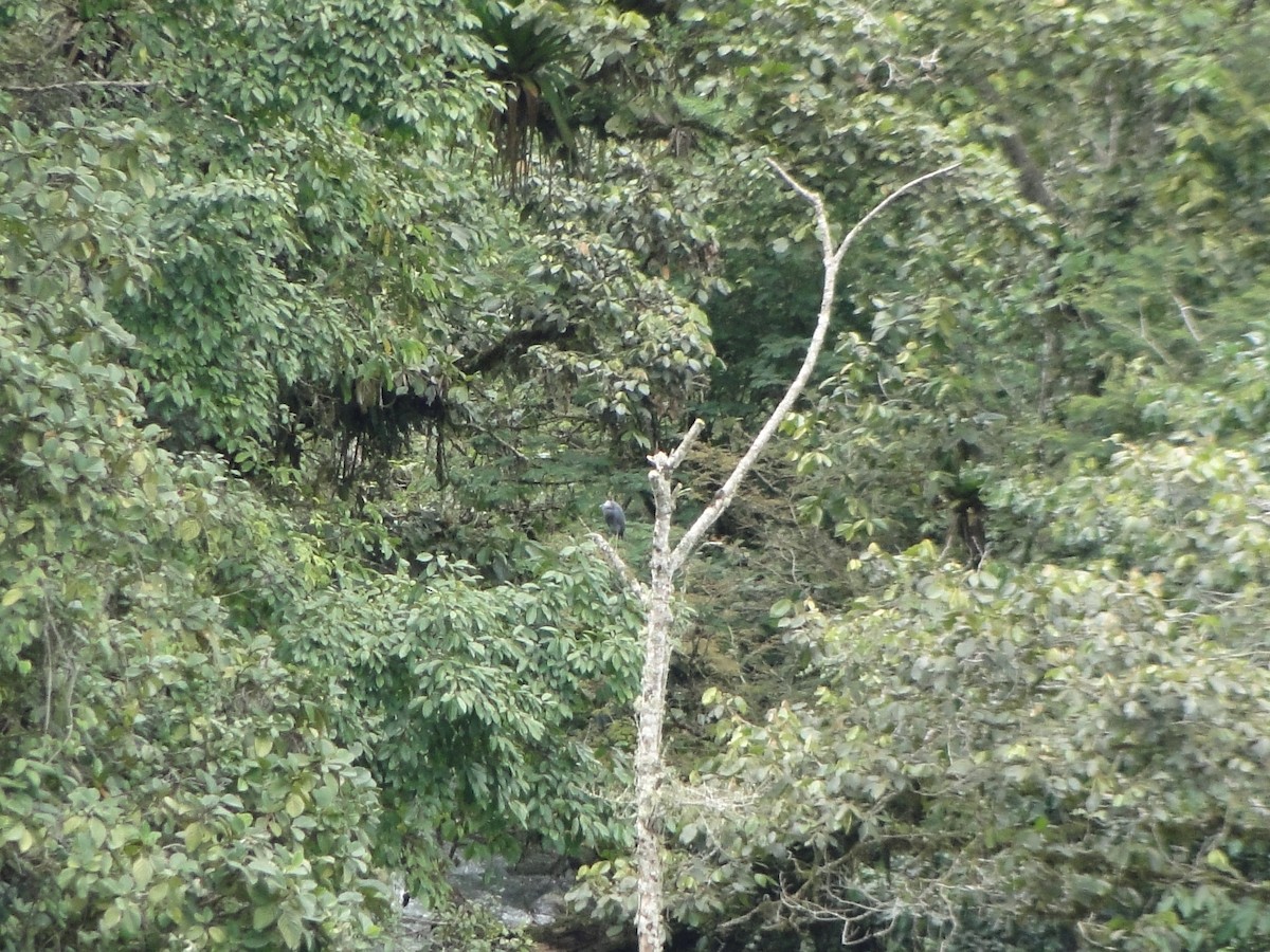 Little Blue Heron - ML90472251