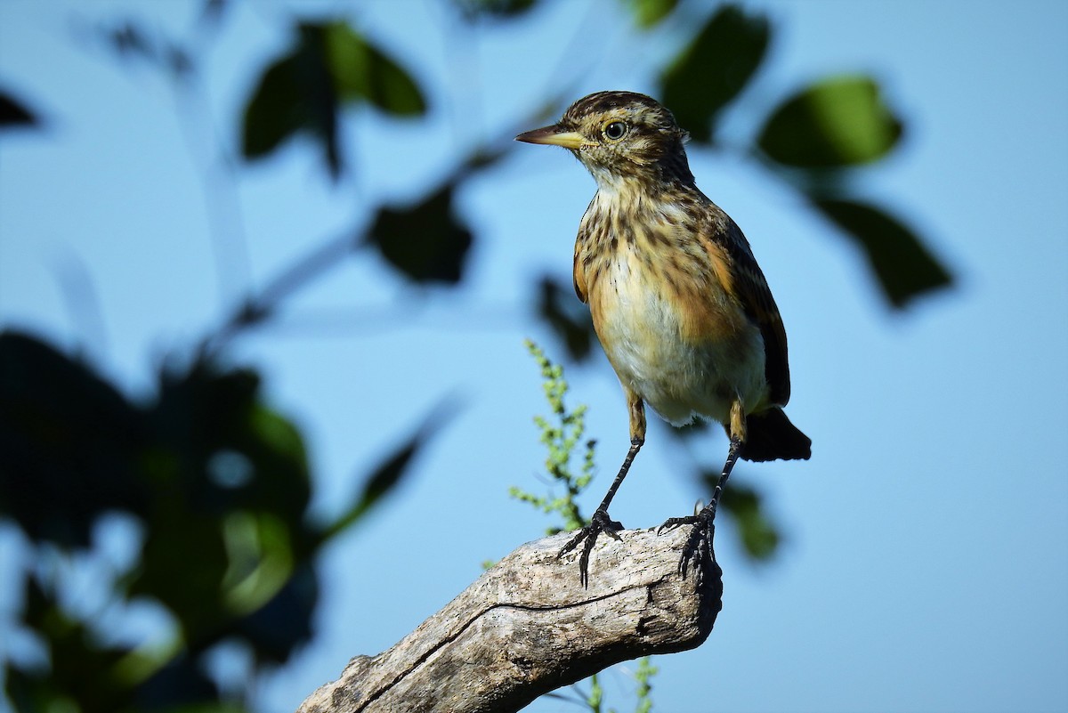 Spectacled Tyrant - ML90474761