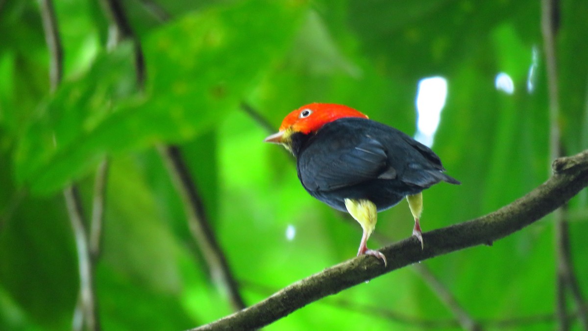 Red-capped Manakin - ML90477091