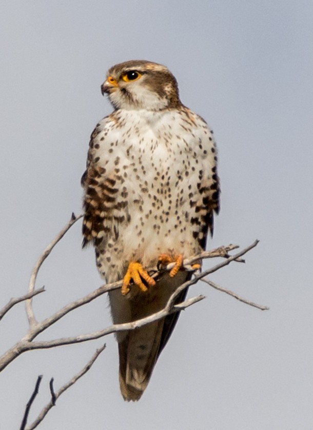 Prairie Falcon - ML90478491
