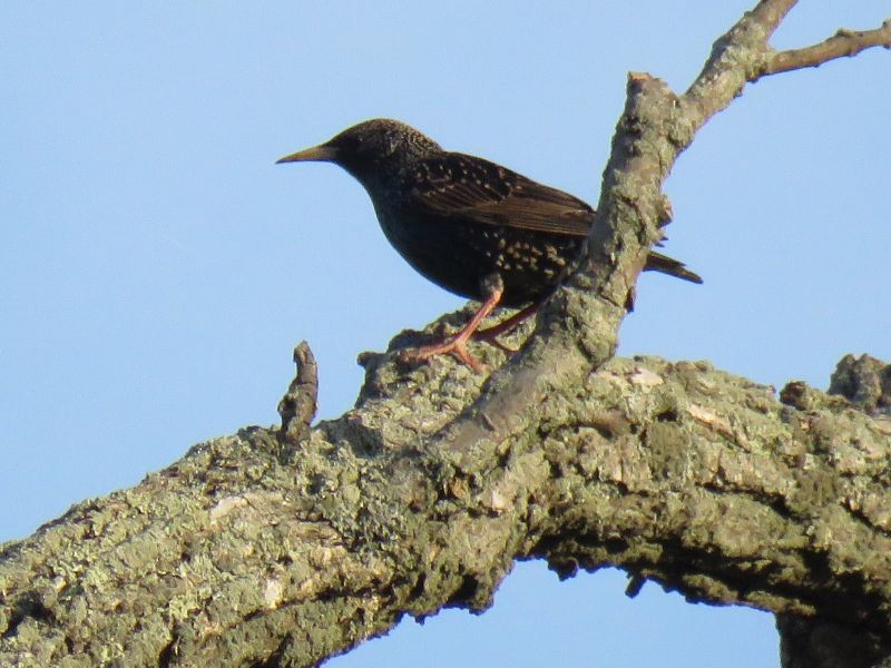 European Starling - ML90479001