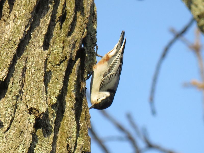 White-breasted Nuthatch - Tracy The Birder