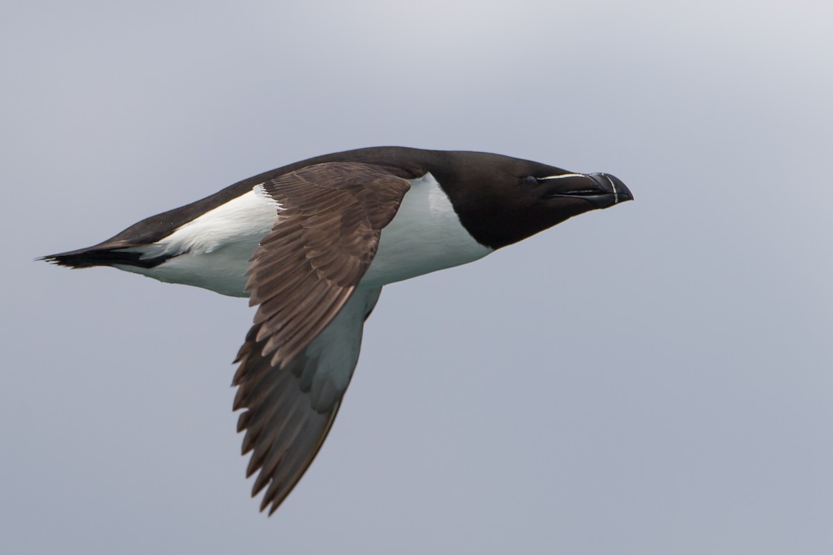 Razorbill - Glenn Lahde