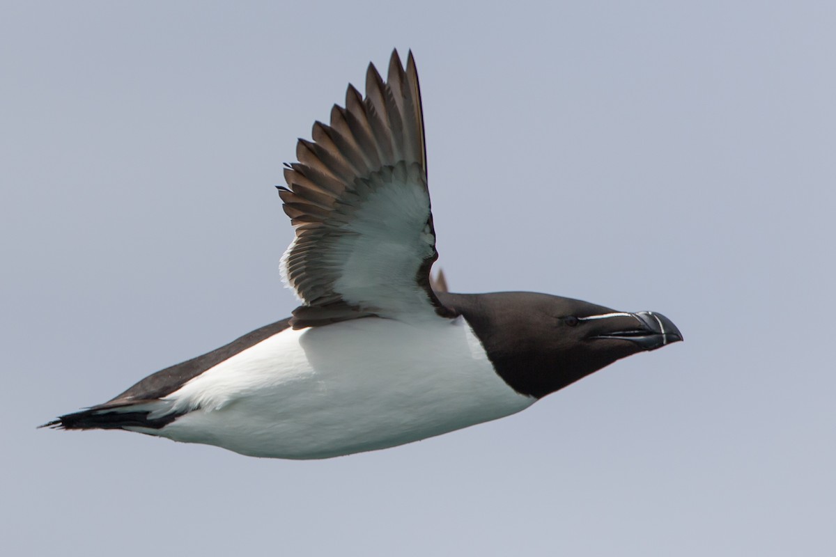 Razorbill - Glenn Lahde