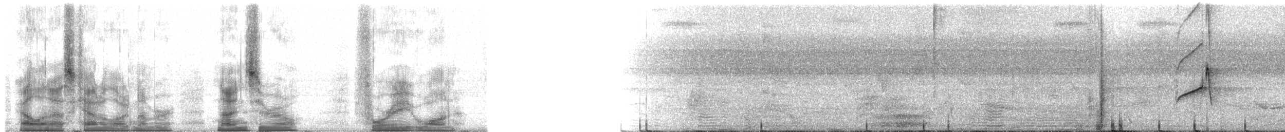 Sarı Telekli Yassıgaga (obscuriceps) - ML90481