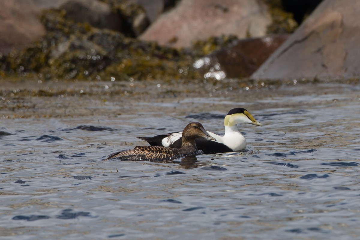 Common Eider - Glenn Lahde