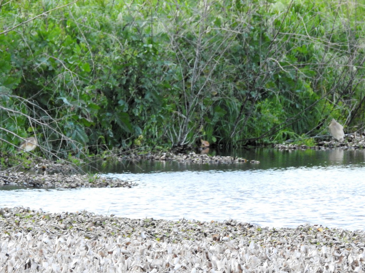 Squacco Heron - ML90481651