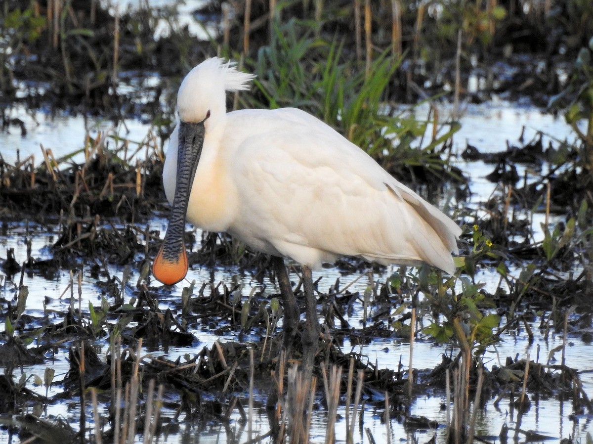 Eurasian Spoonbill - ML90481791