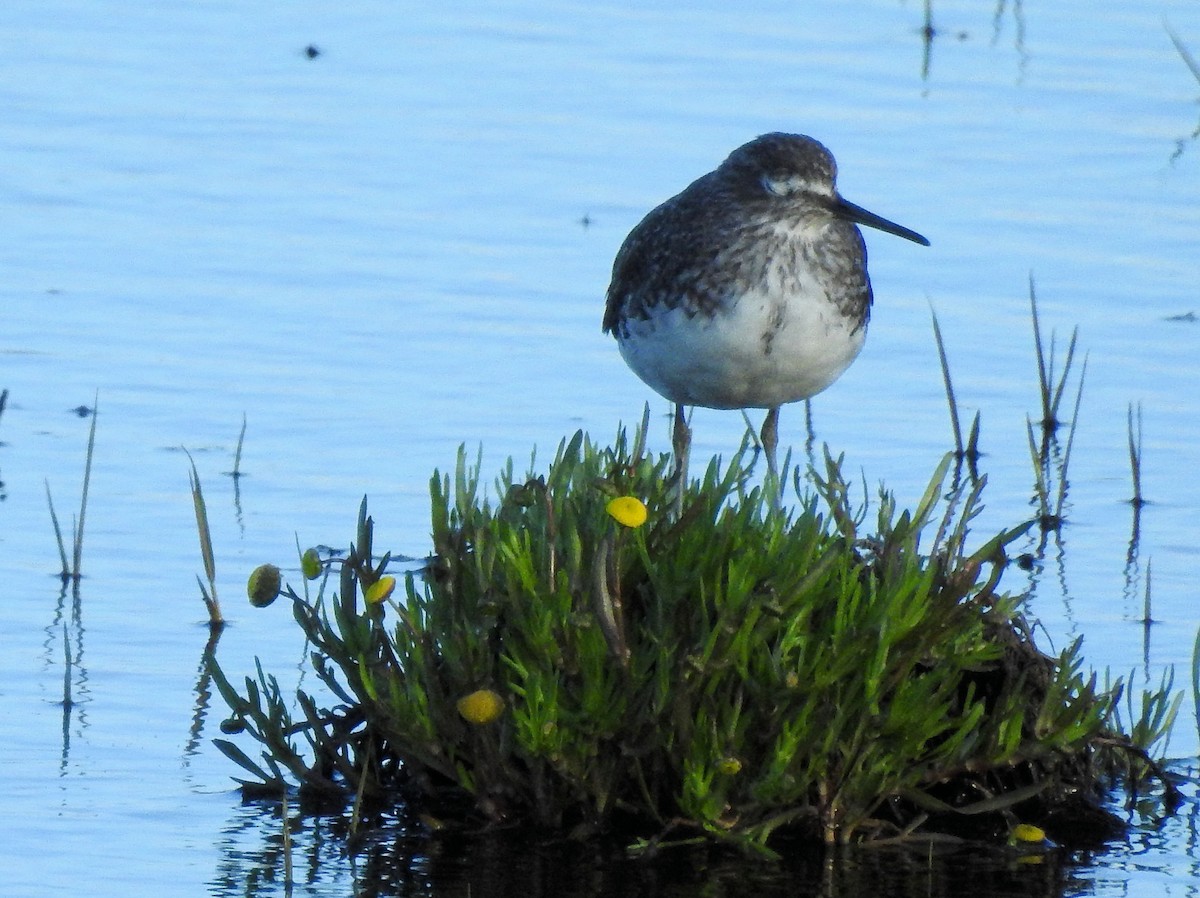 Green Sandpiper - ML90481831