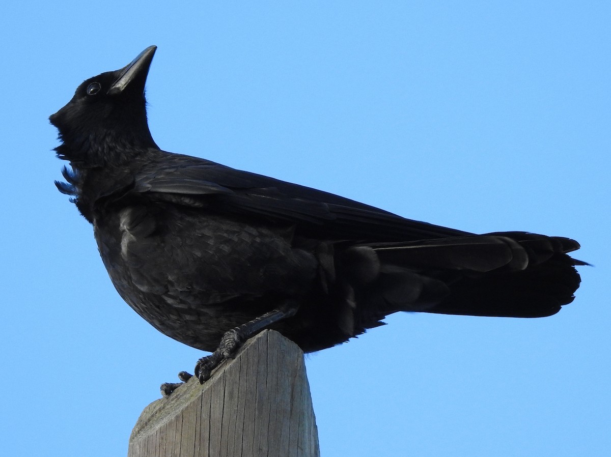 Carrion Crow - Teresa Cohen