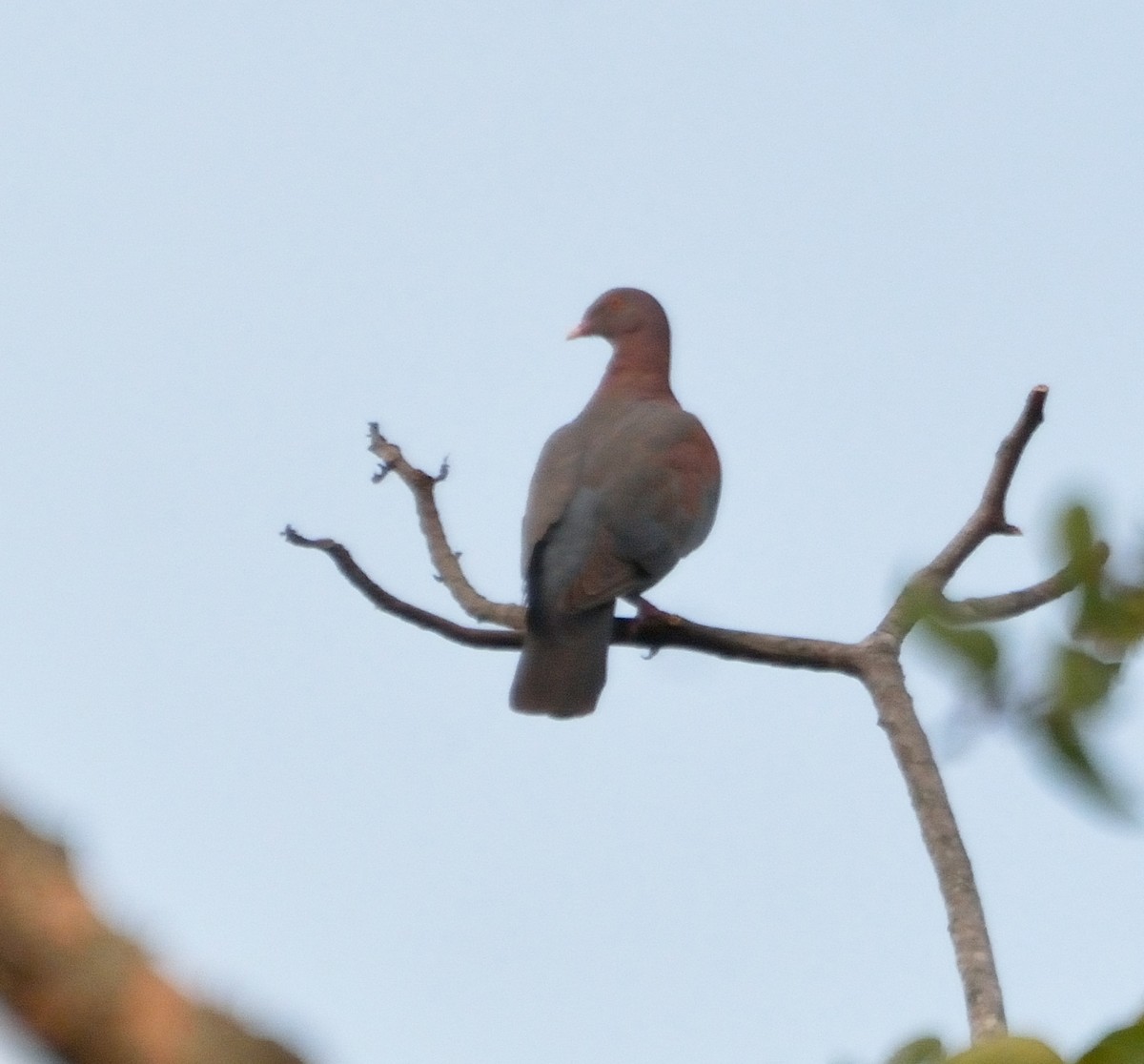 Red-billed Pigeon - Orlando Jarquín