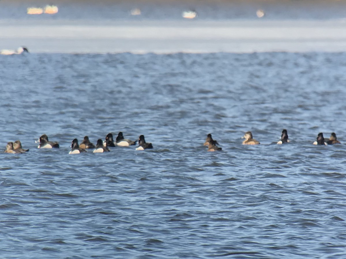 Ring-necked Duck - ML90482761