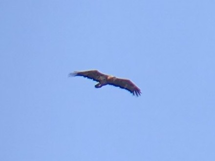 Bald Eagle - ML90482941
