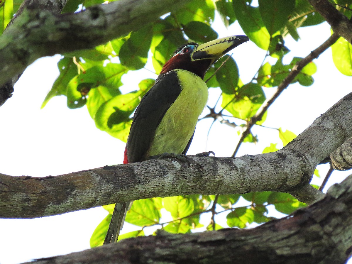 Lettered Aracari - ML90484871