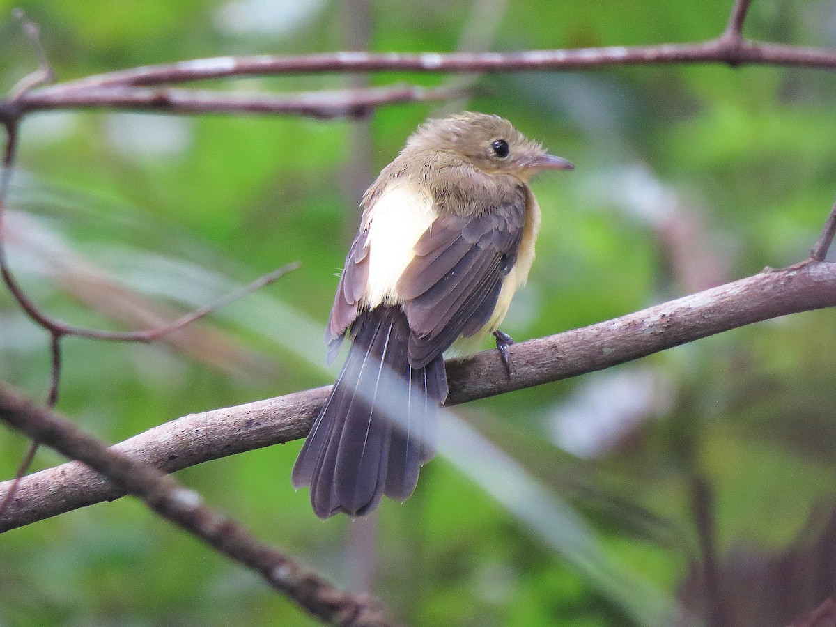 Black-tailed Flycatcher - ML90485061