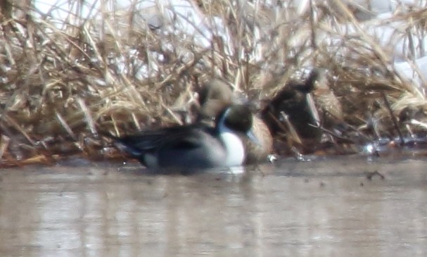 Northern Pintail - ML90488371