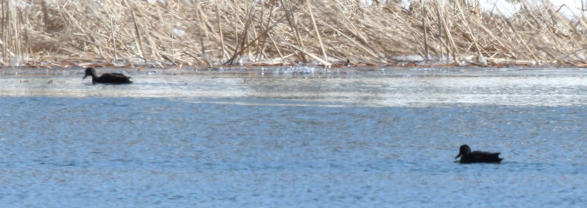 American Black Duck - ML90488421