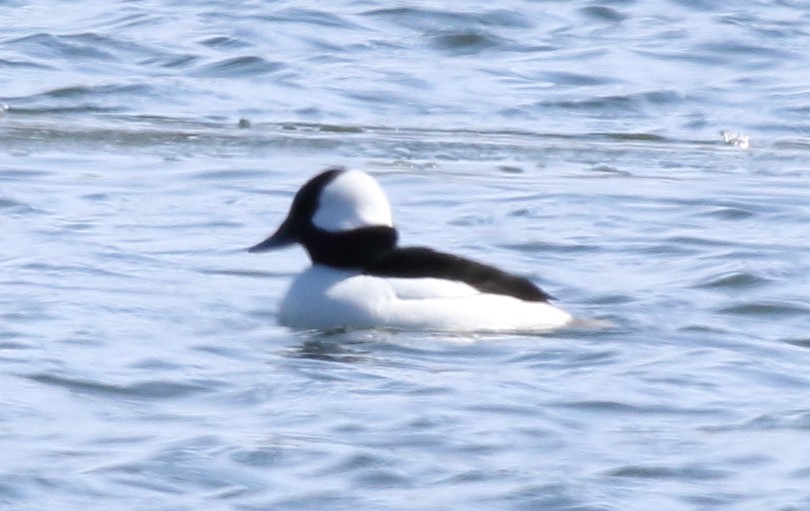 Bufflehead - ML90488731