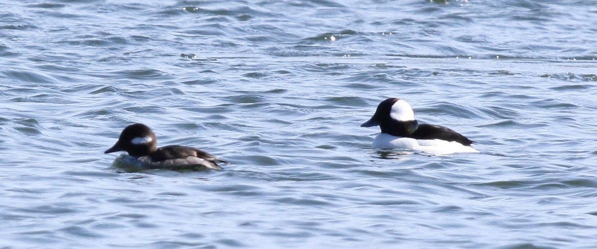 Bufflehead - ML90488751