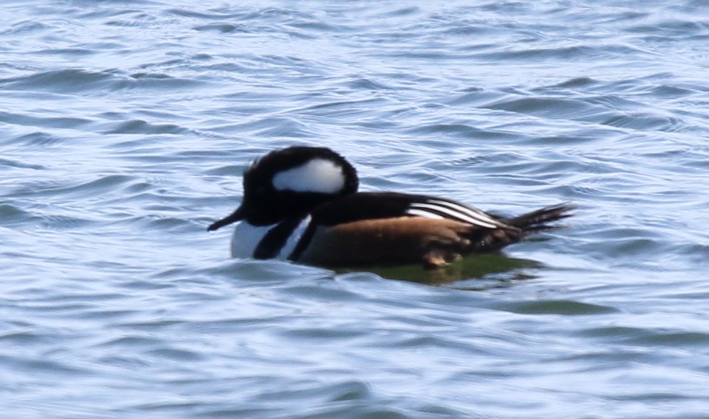 Hooded Merganser - Jeff Hullstrung