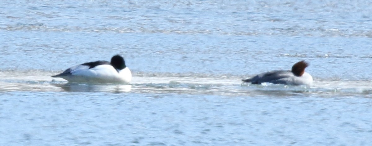 Common Merganser - ML90488791