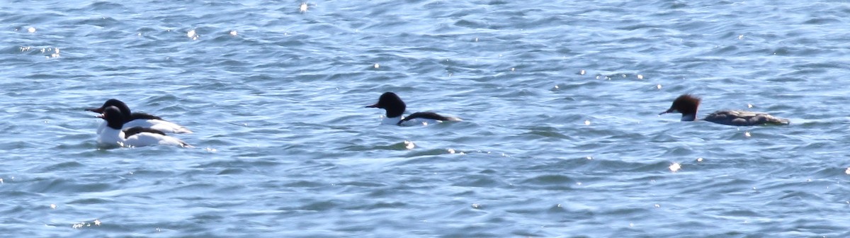 Common Merganser - ML90488801