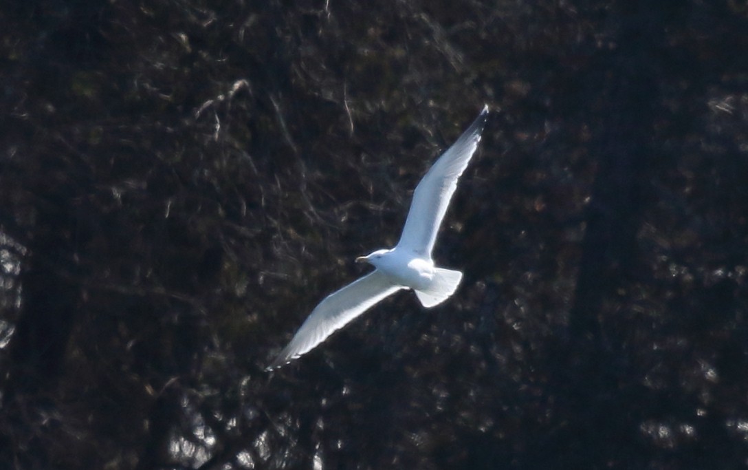 Herring Gull - ML90488901