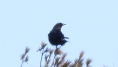 American Crow - ML90488991