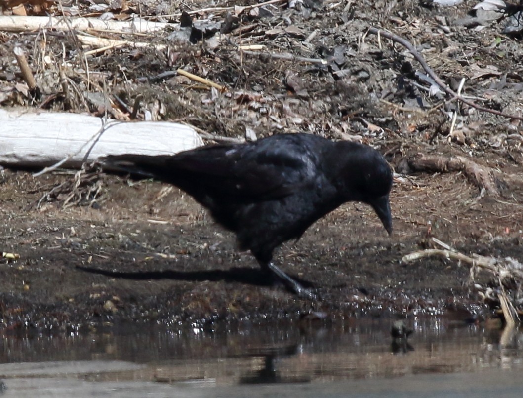 American Crow - ML90489011