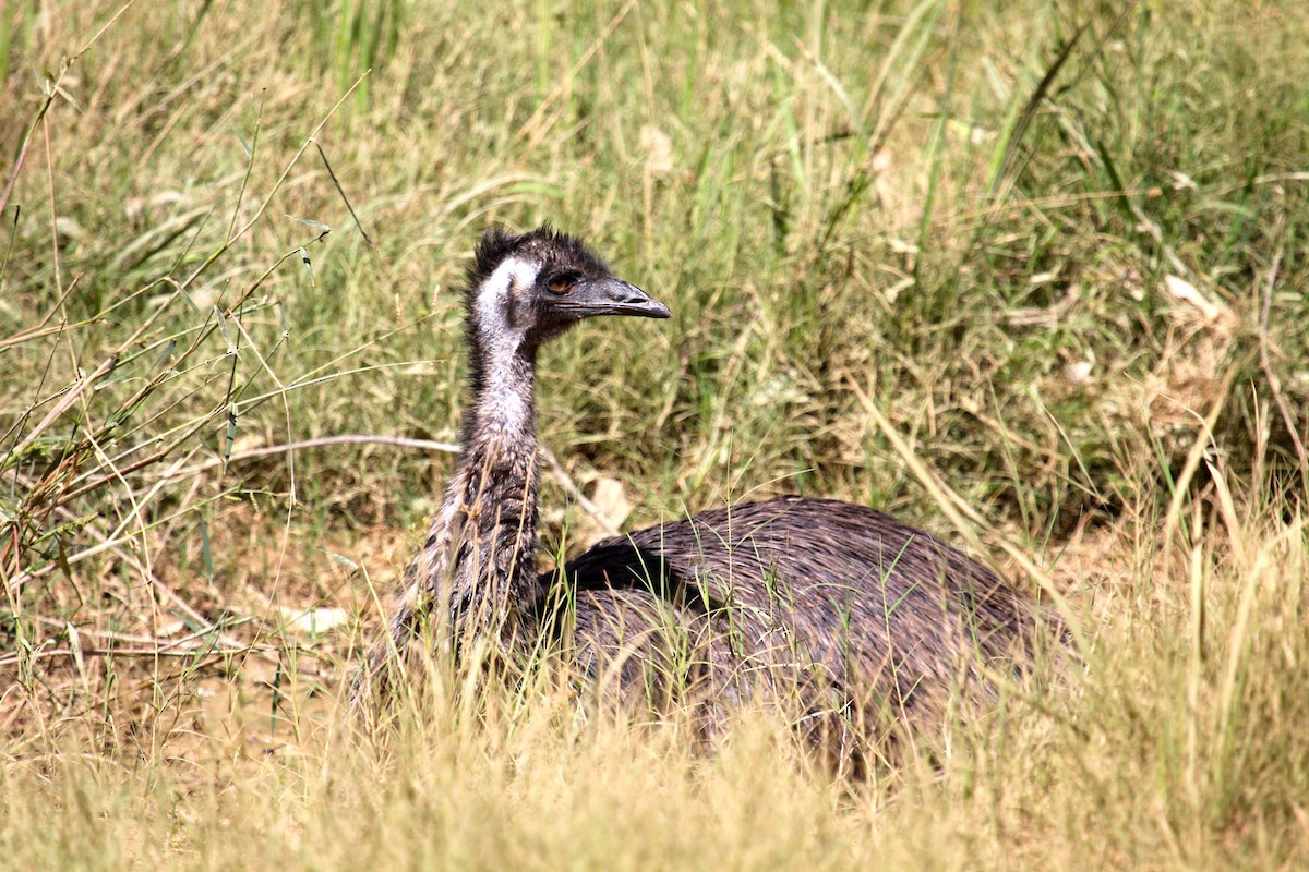 emu hnědý - ML90490111