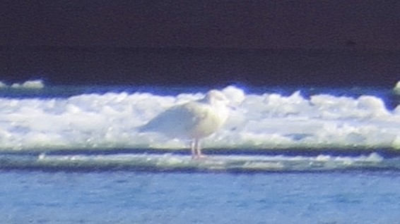 Glaucous Gull - ML90493821