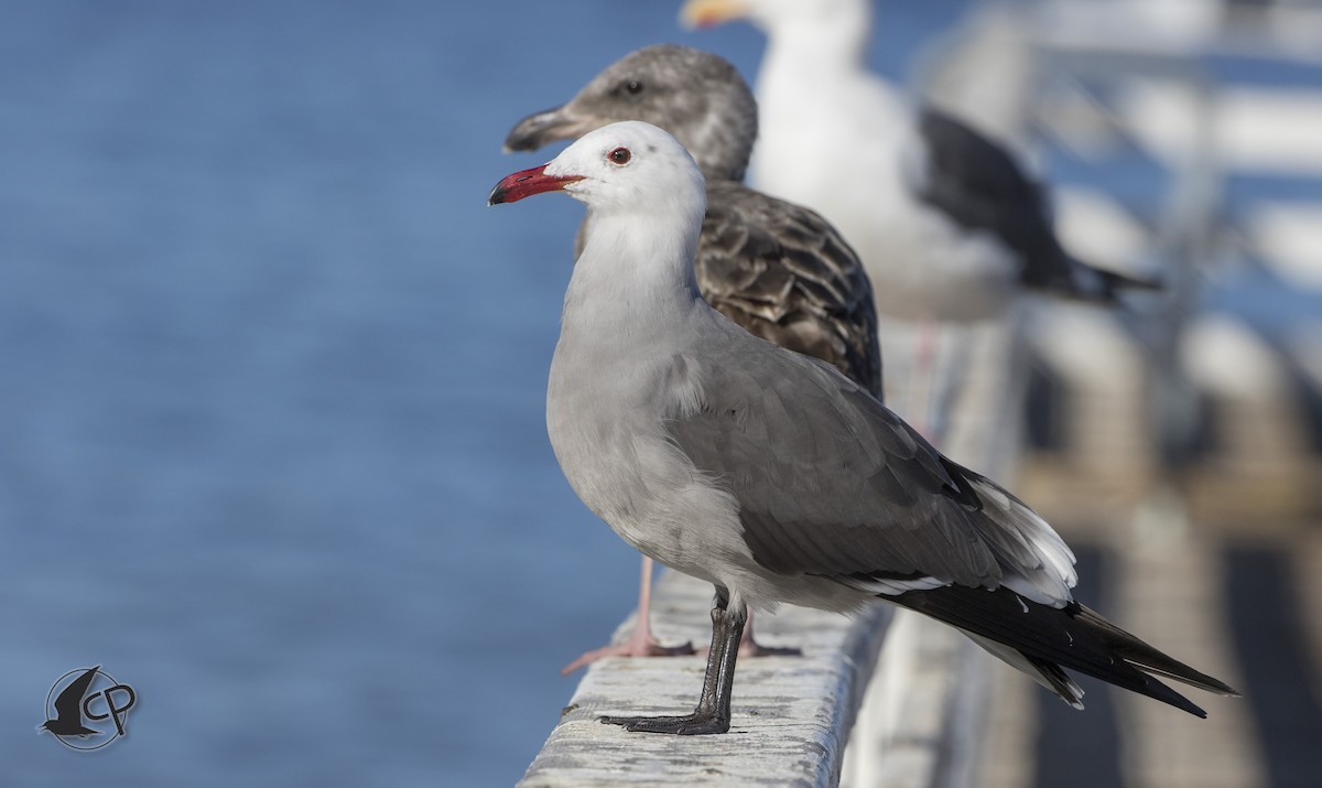 Heermann's Gull - Caleb Putnam