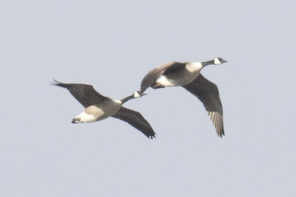 Canada Goose - ML90494451