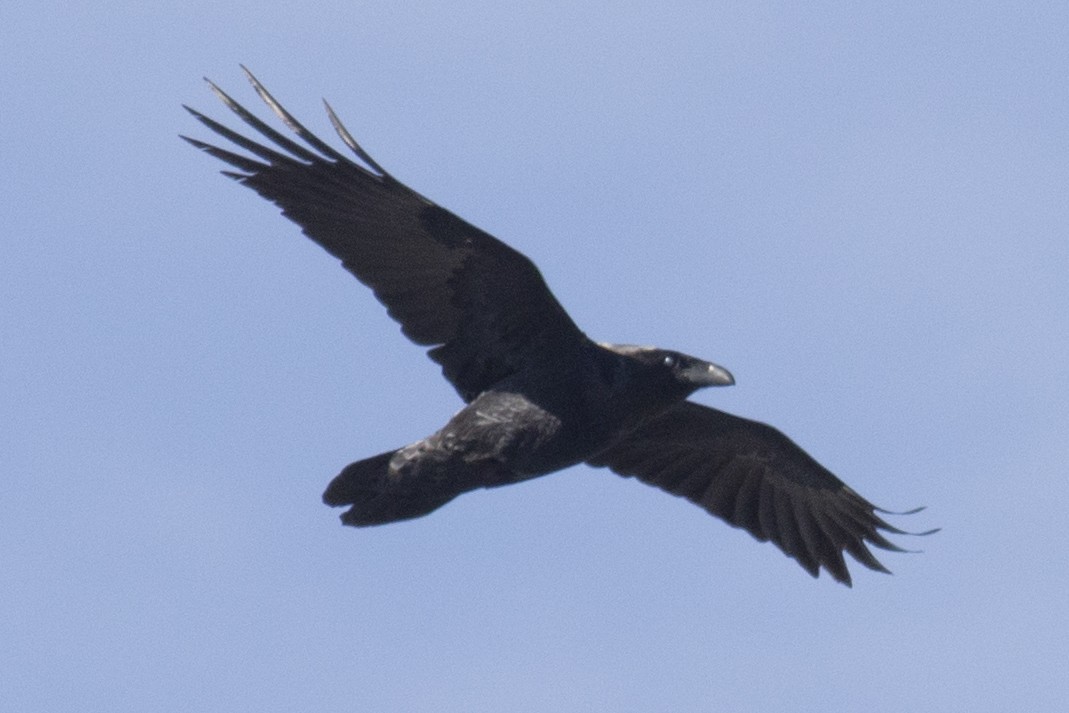 Common Raven - ML90494661