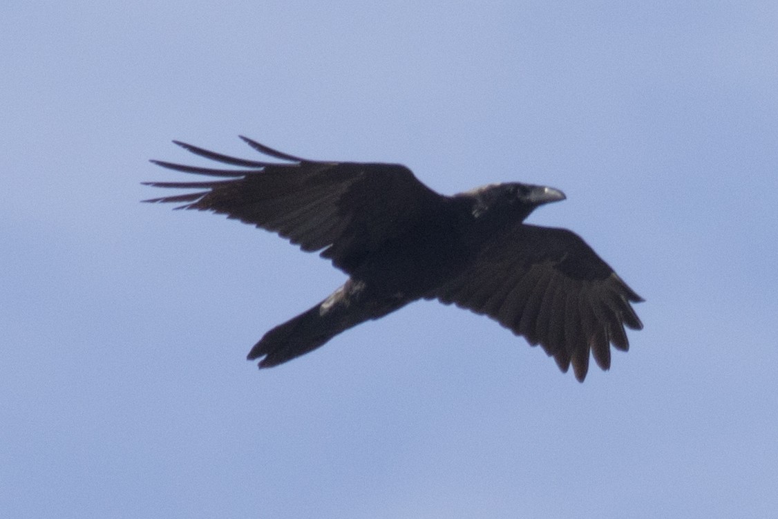Common Raven - ML90494681