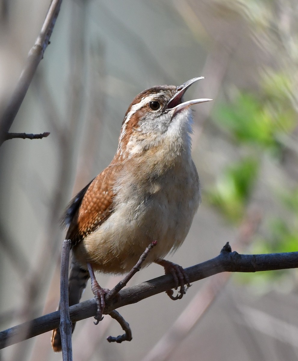 Carolina Wren - ML90496081