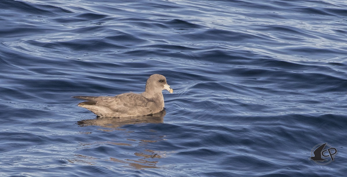 Northern Fulmar - Caleb Putnam