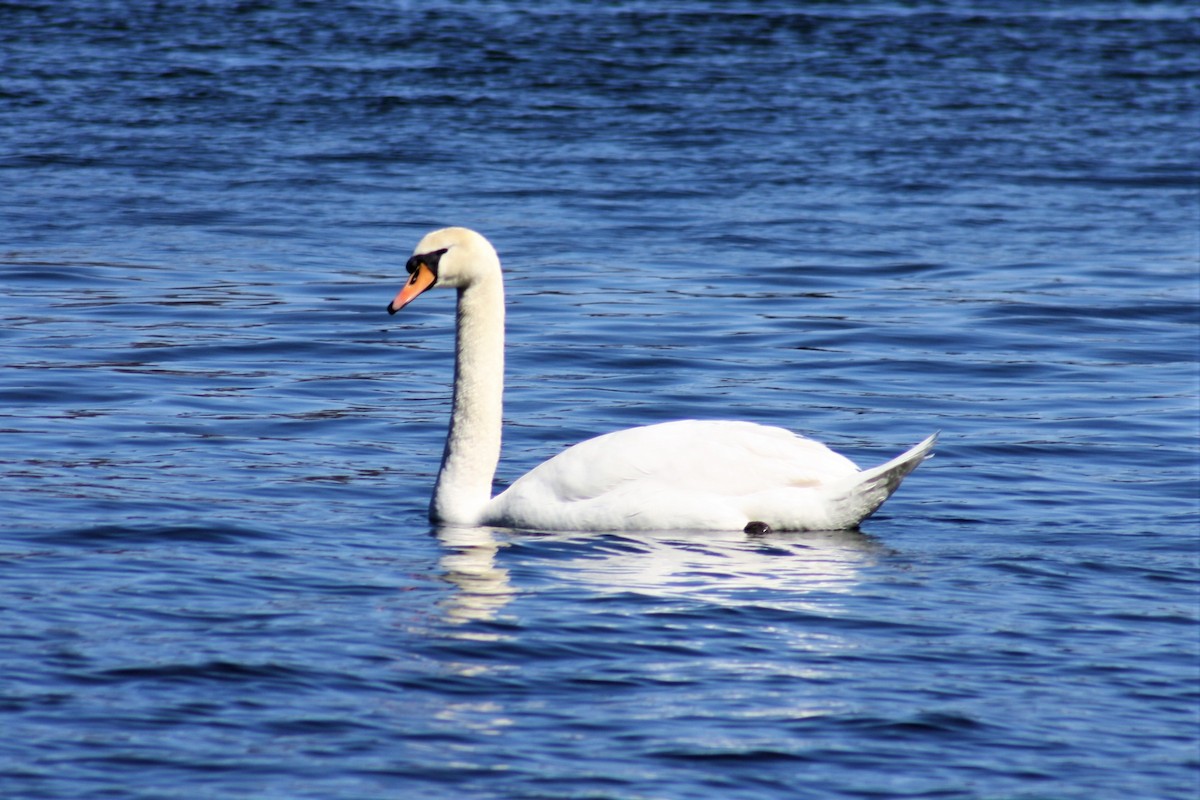Mute Swan - ML90496421
