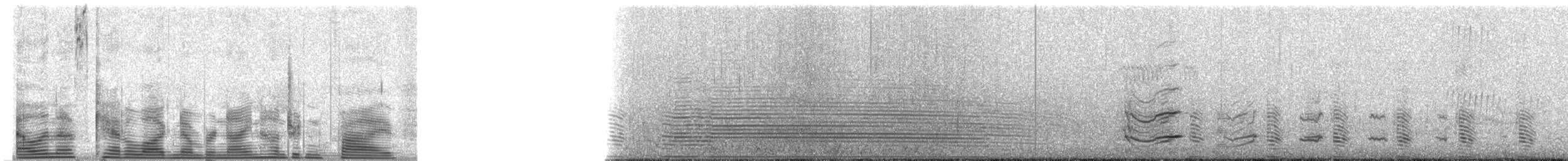 African Penguin - ML905