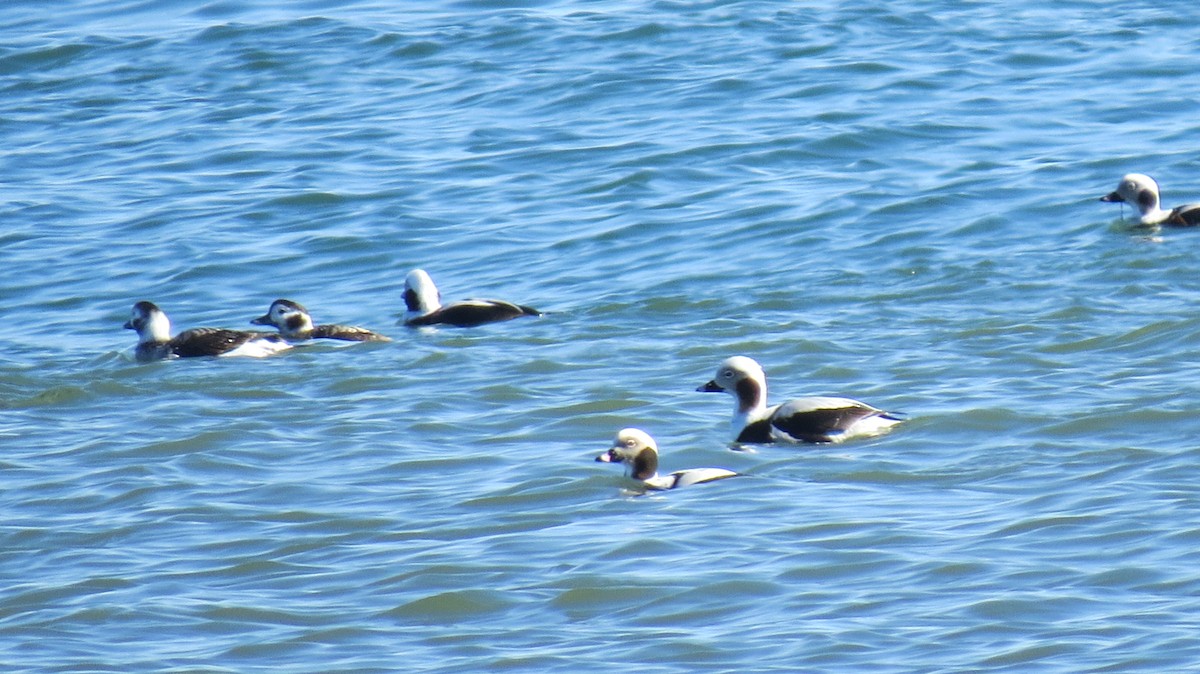 Long-tailed Duck - Jim Carroll