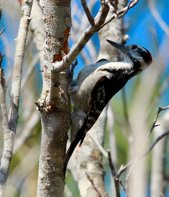 Hairy Woodpecker - ML90502111