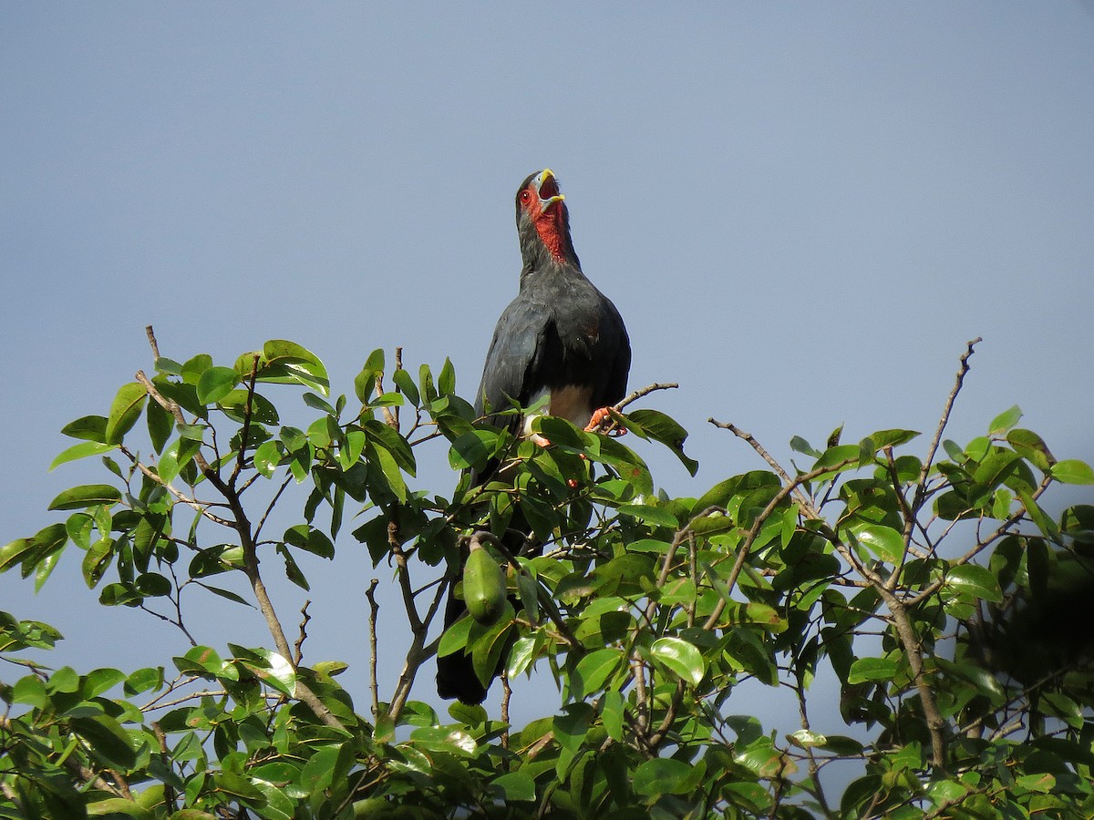 Caracara Gorjirrojo - ML90505241