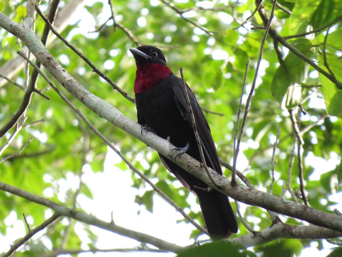 Purple-throated Fruitcrow - ML90505661